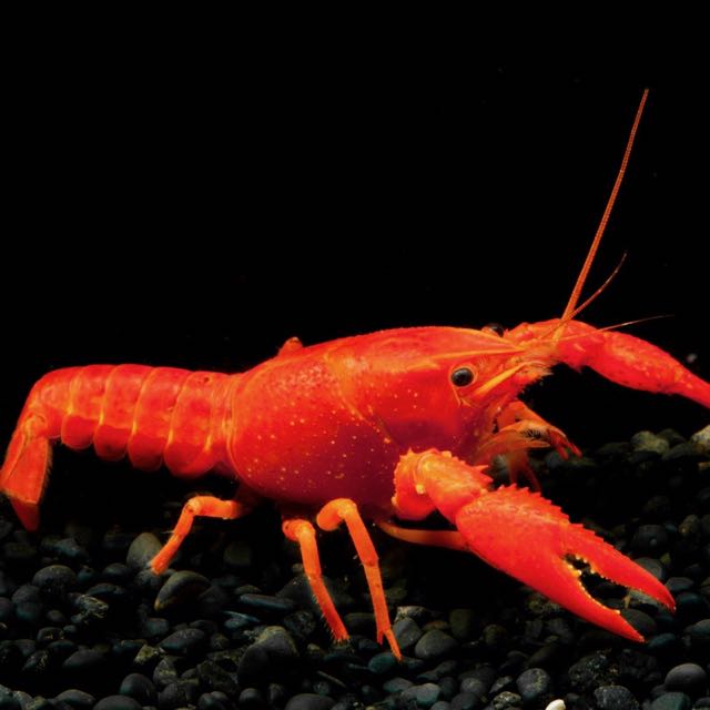 Cherax lorentzi sp.neon 6-8 cm
